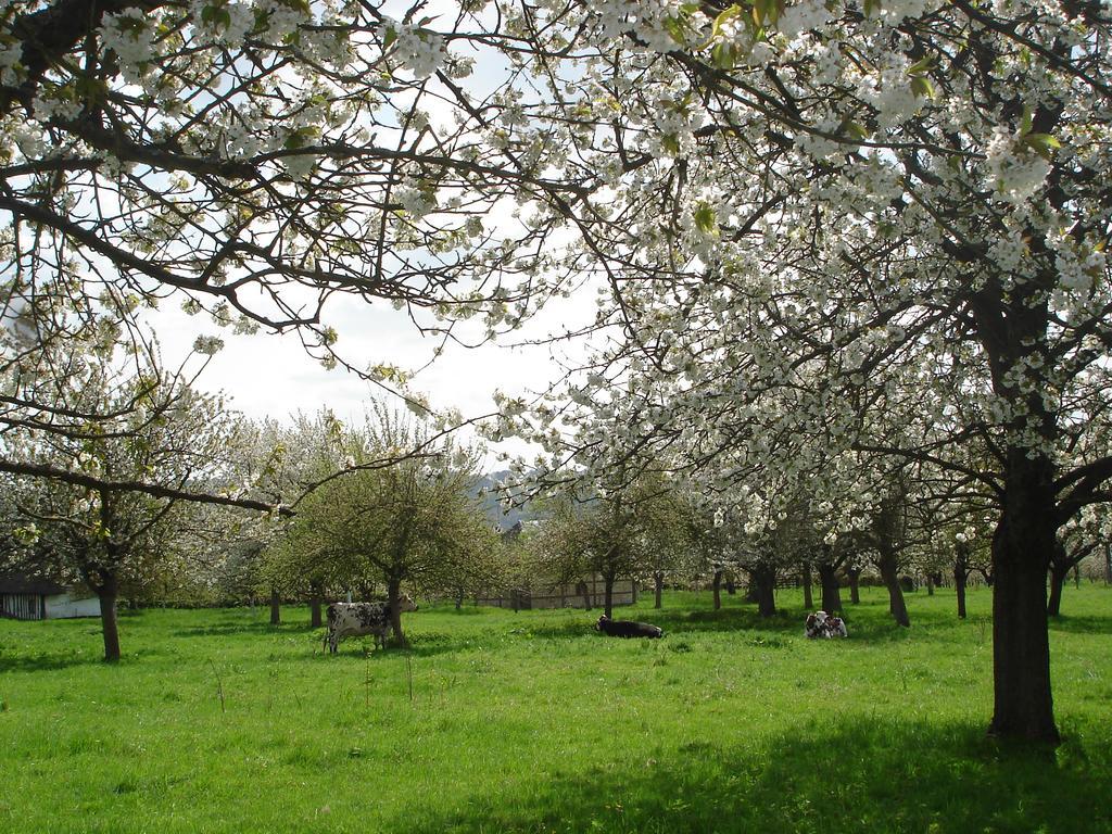 Chambres D'Hotes Au Temps Des Cerises Jumièges Exteriér fotografie